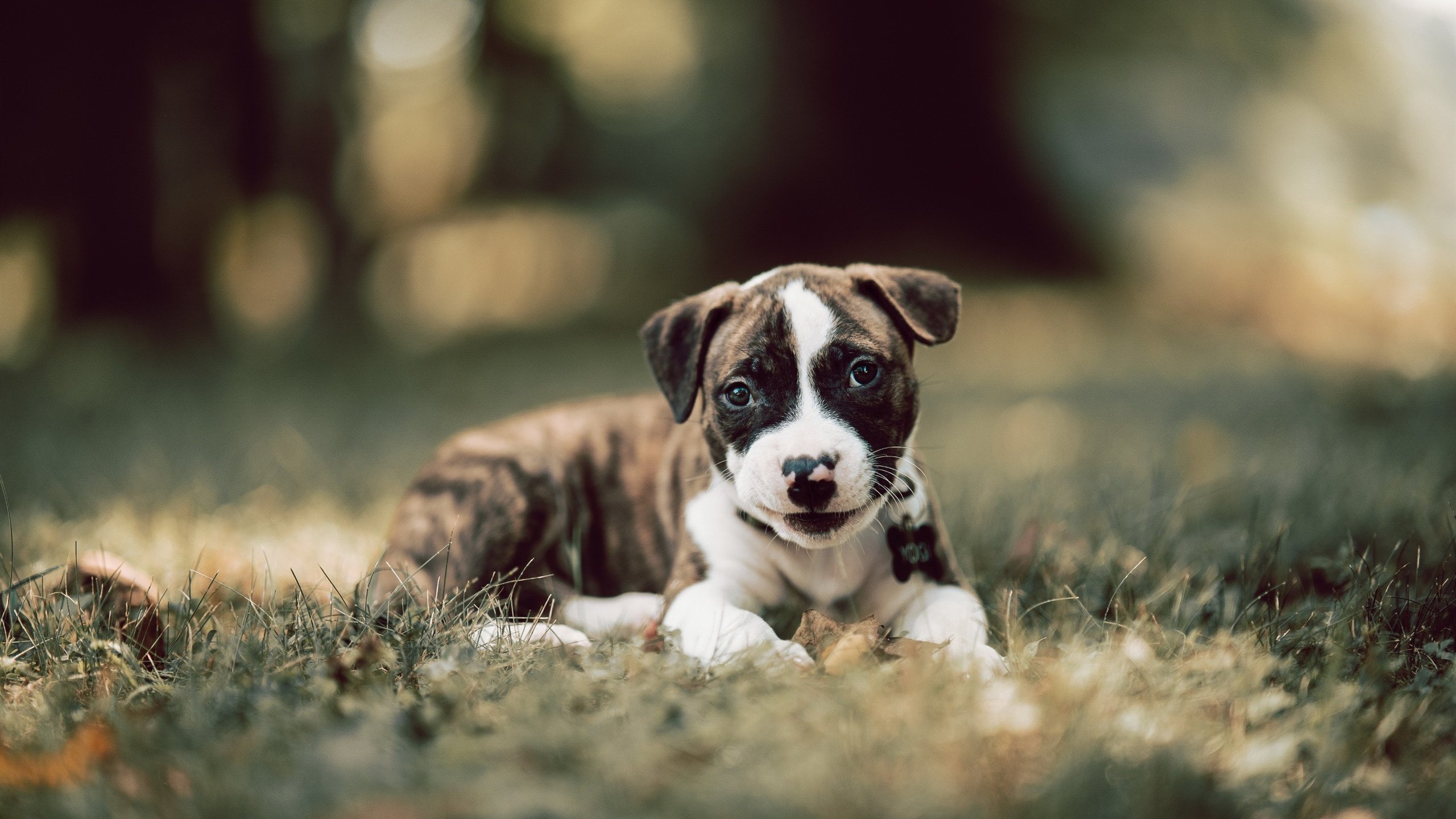 kaiyun 开云体育-_梦幻灯光体育表演：科技点亮夜空_，梦幻灯光秀美术教案