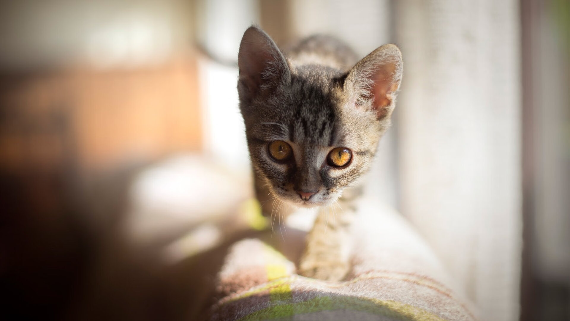 开云kaiyun-_火箭逐渐回暖，冲刺季后赛已在路上_，火箭比赛复播