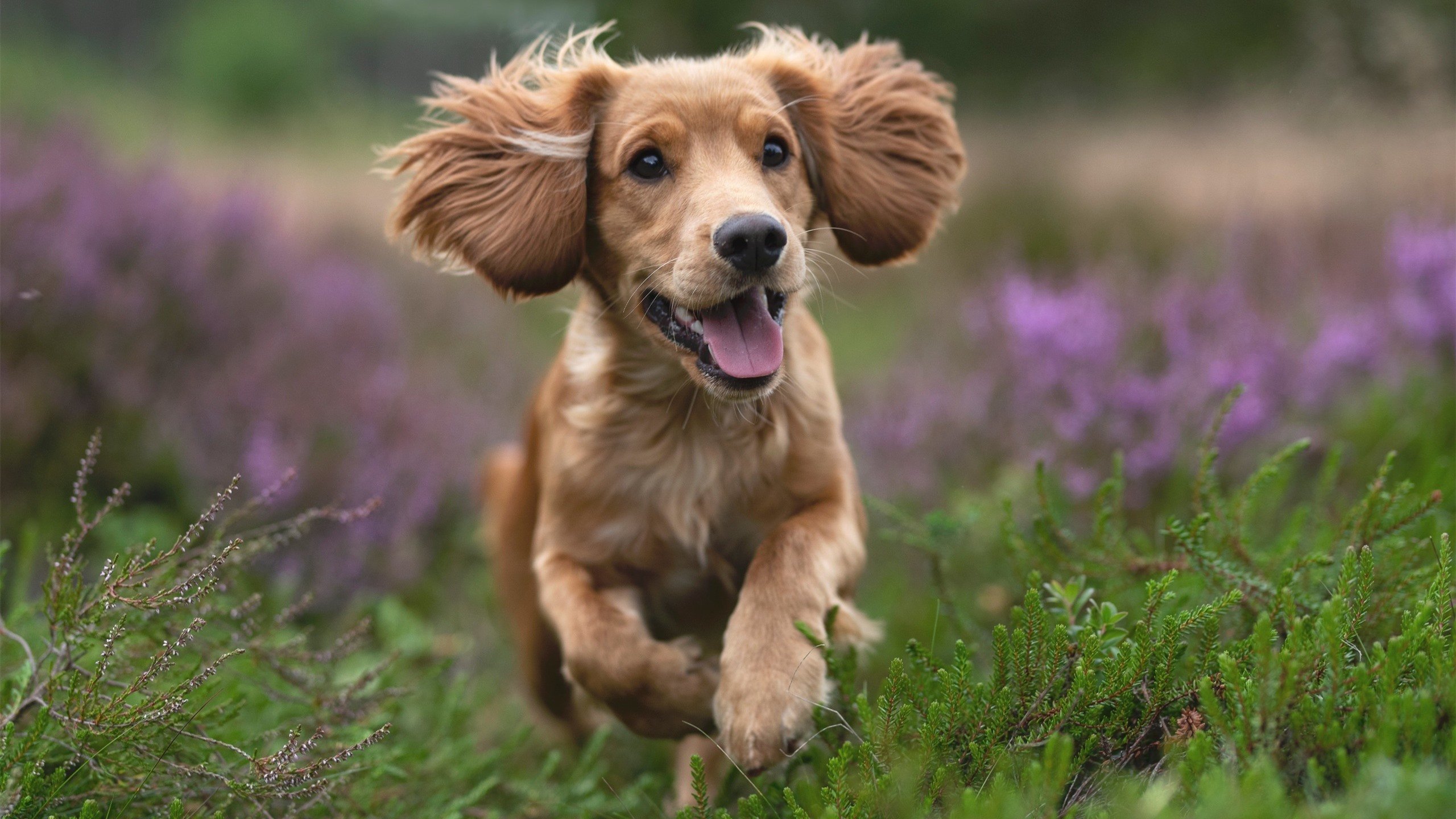 开云官方网站-“火爆现场：粉丝呐喊助威，主场气氛爆棚”，粉丝呐喊图片