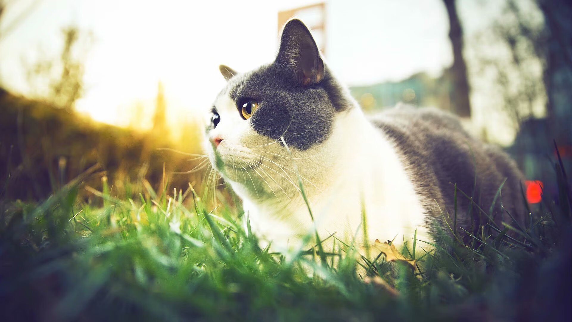 开云下载-公牛青年军创“边线快攻流派”，引战术潮流关注，公牛集锦