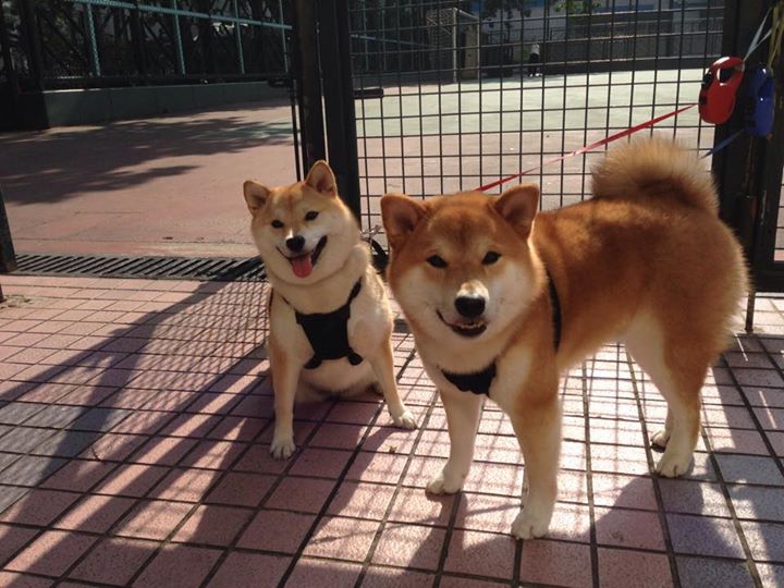 开云·体育官网APP下载-民族风花样滑冰赛事，冰上舞动的文化传承，花样滑冰中冰上舞蹈的比赛通常包括几个阶段