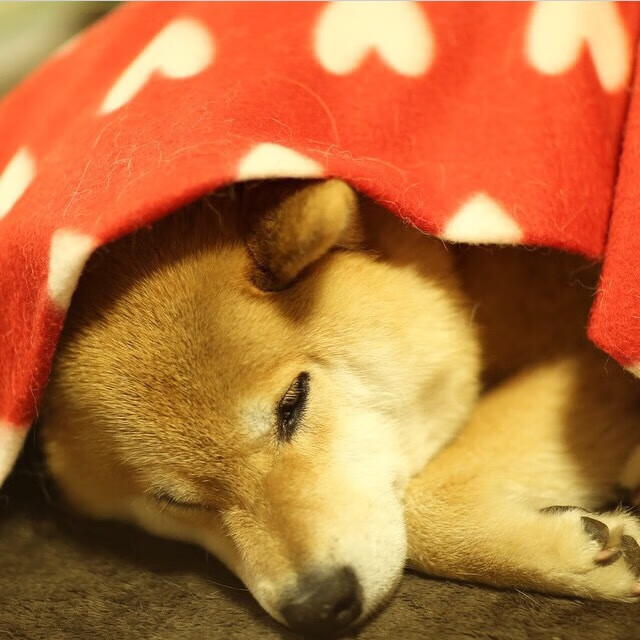 开云官方-墨尔本联替补阵容深度提升，墨尔本联队球员名单