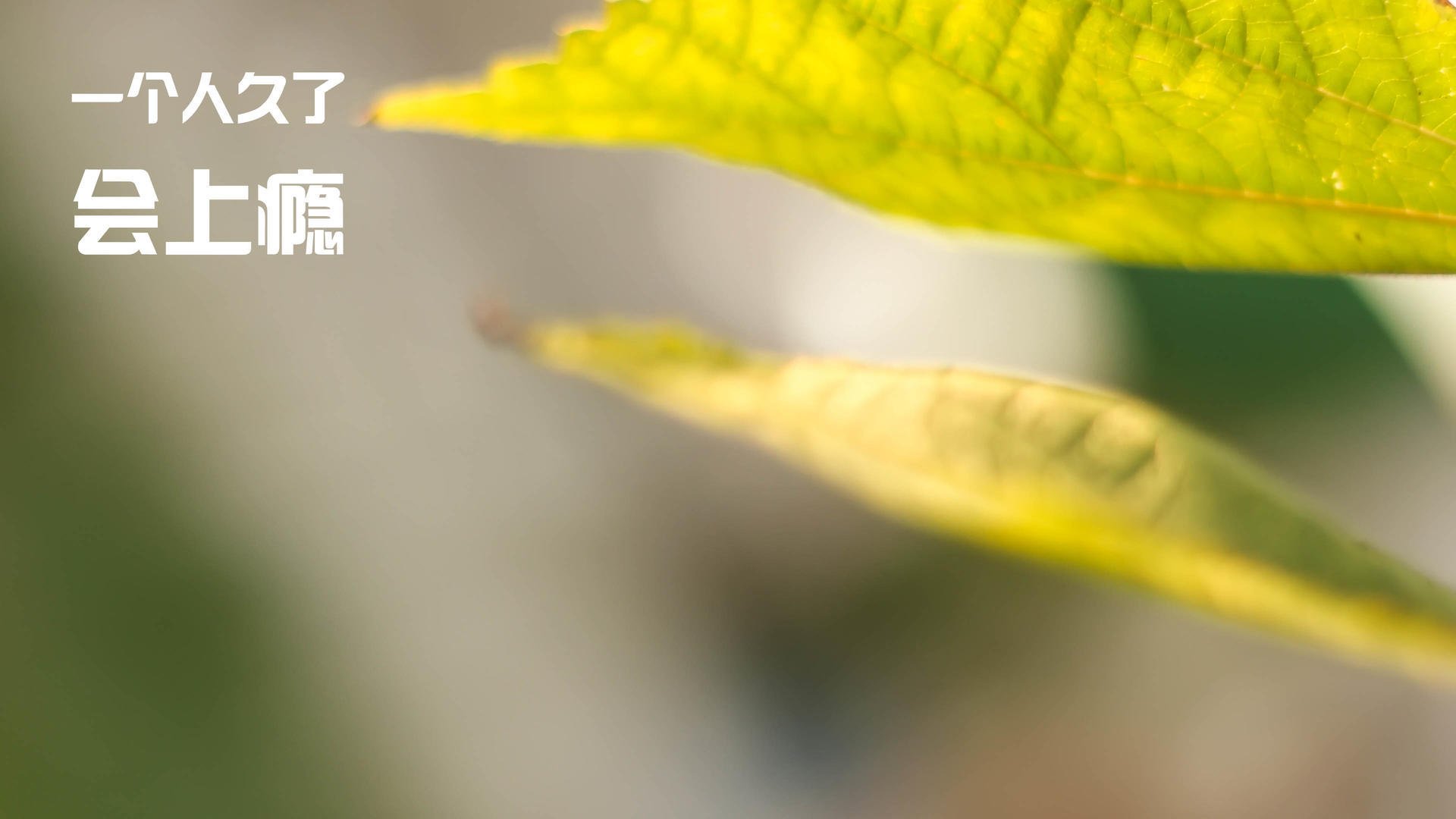 开云官网登录-世俱杯：豪门“抬头望星”，球队争夺世界冠军荣耀