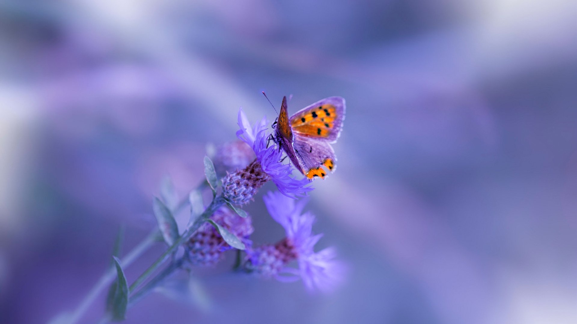 开云官方网页登录-德甲全场焦点：攻防对抗中的精彩瞬间，德甲现场