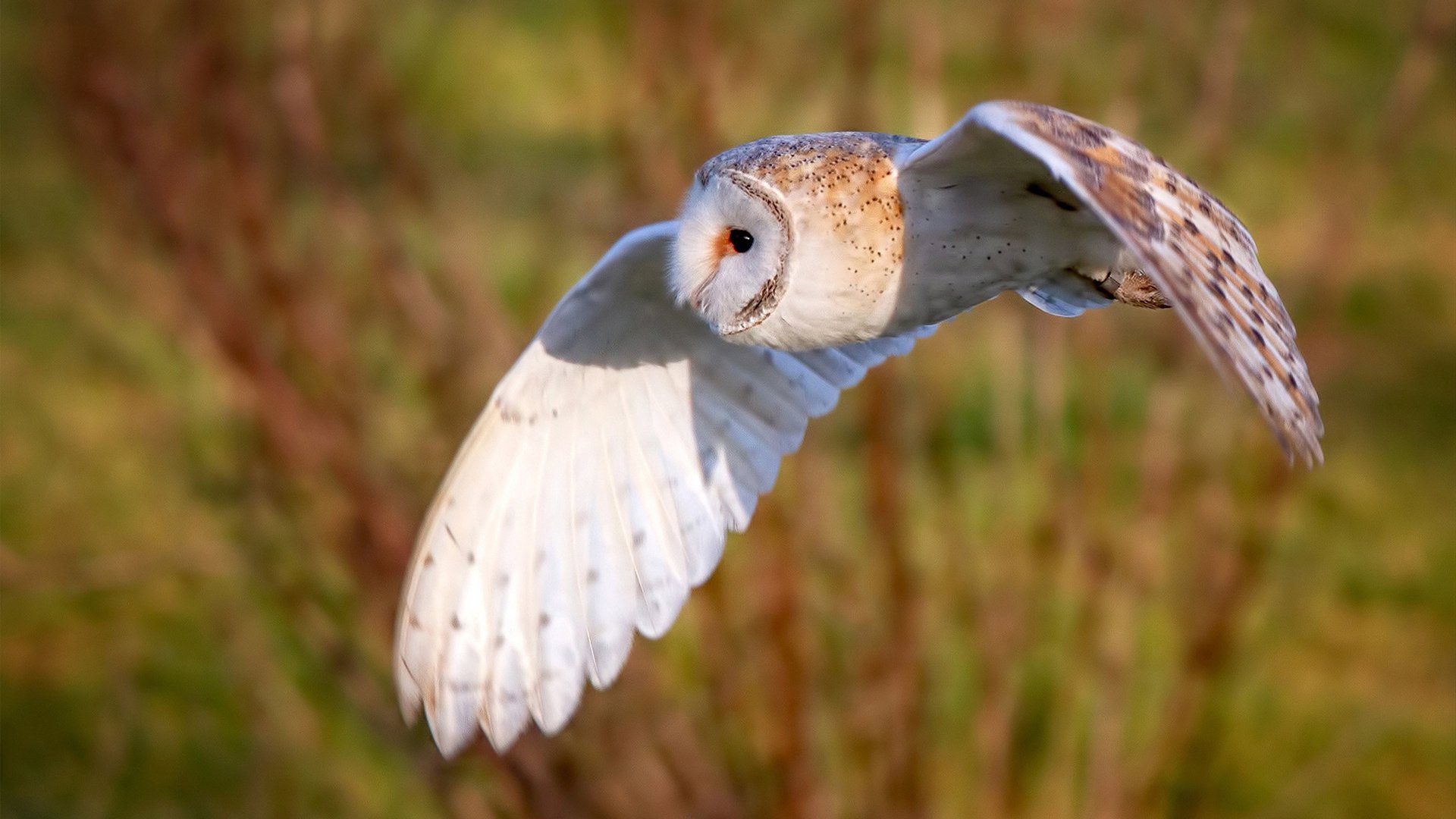 跳水决赛摩纳哥选手状态佳，摩洛哥跳水